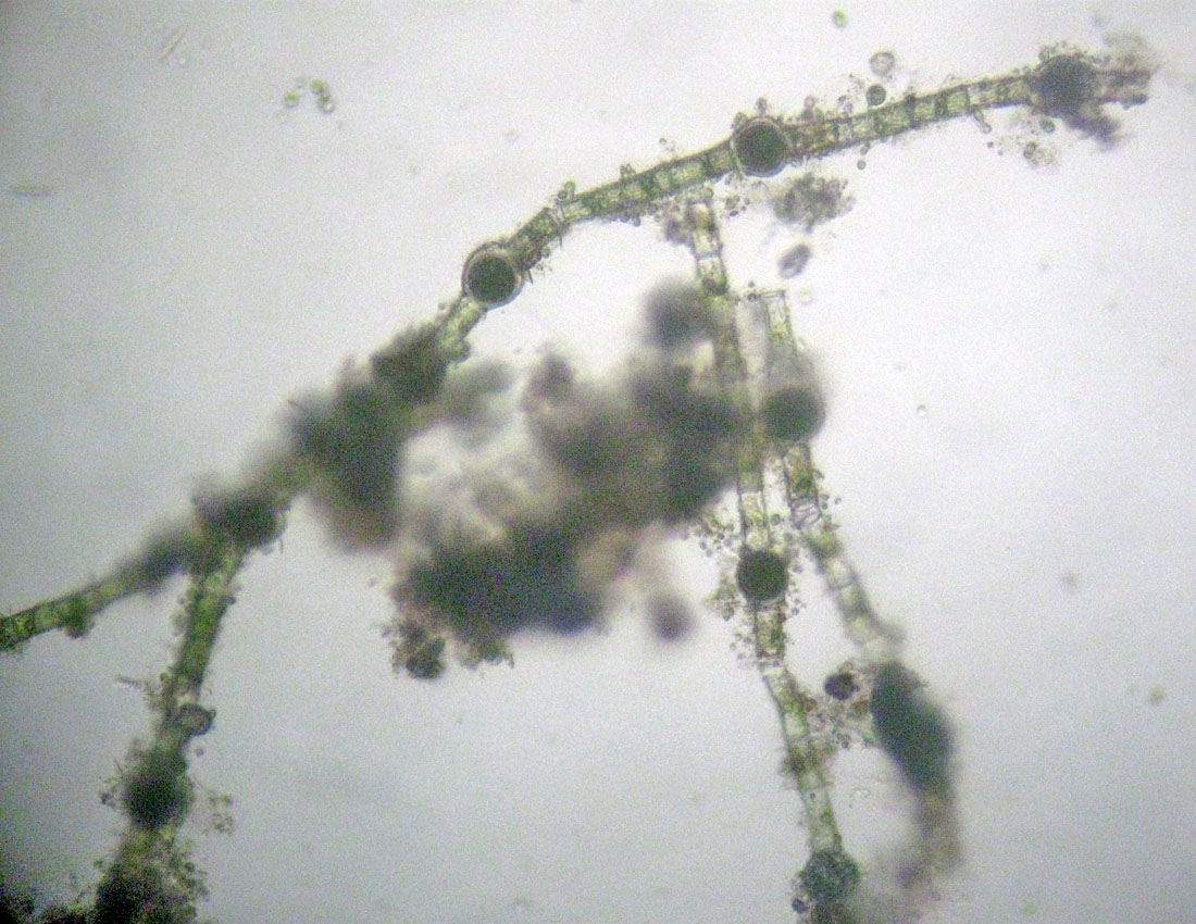 Oedogonium: forse vaucheri?